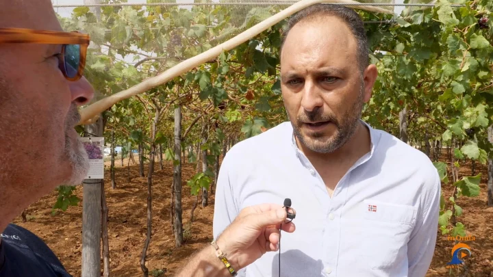 Vivai Barbatelle Murciano Valentino, uva da tavola, ricerca e innovazione